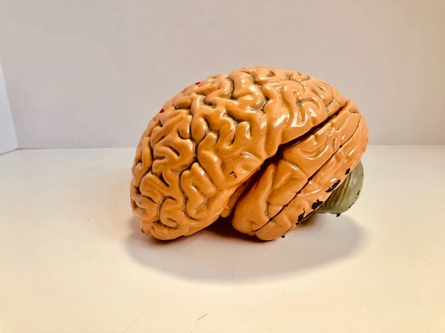 Human brain